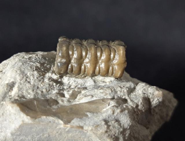 Balanocrinus subsulcatus (MNSTER in GOLDFUSS 1831) - Bild © FossNet FossilienStore